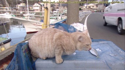 لا تبكي , هارا-تشان || 02