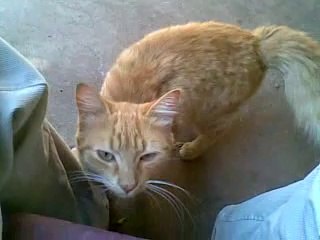 My Cat in Uberlandia Brazil on 06-08-2014 by Abu Shayan