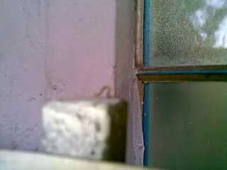 Strange Chenjay in my House Uberlandia Brazil on 12-07-2014 by Abu Shayan (1)