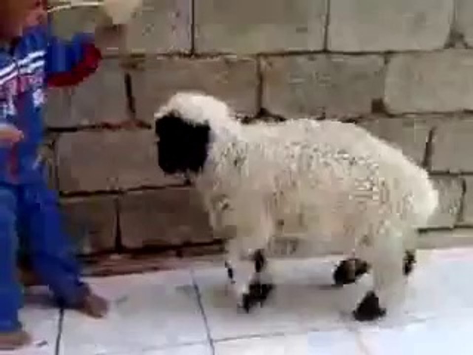 Baby Vs Goat