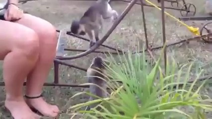 Baby Monkey vs Kitten!