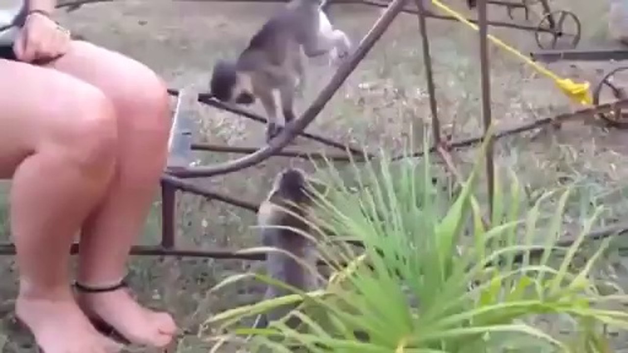 Baby Monkey vs Kitten!