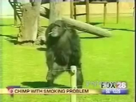 Luis Navas - Funny Monkey Video