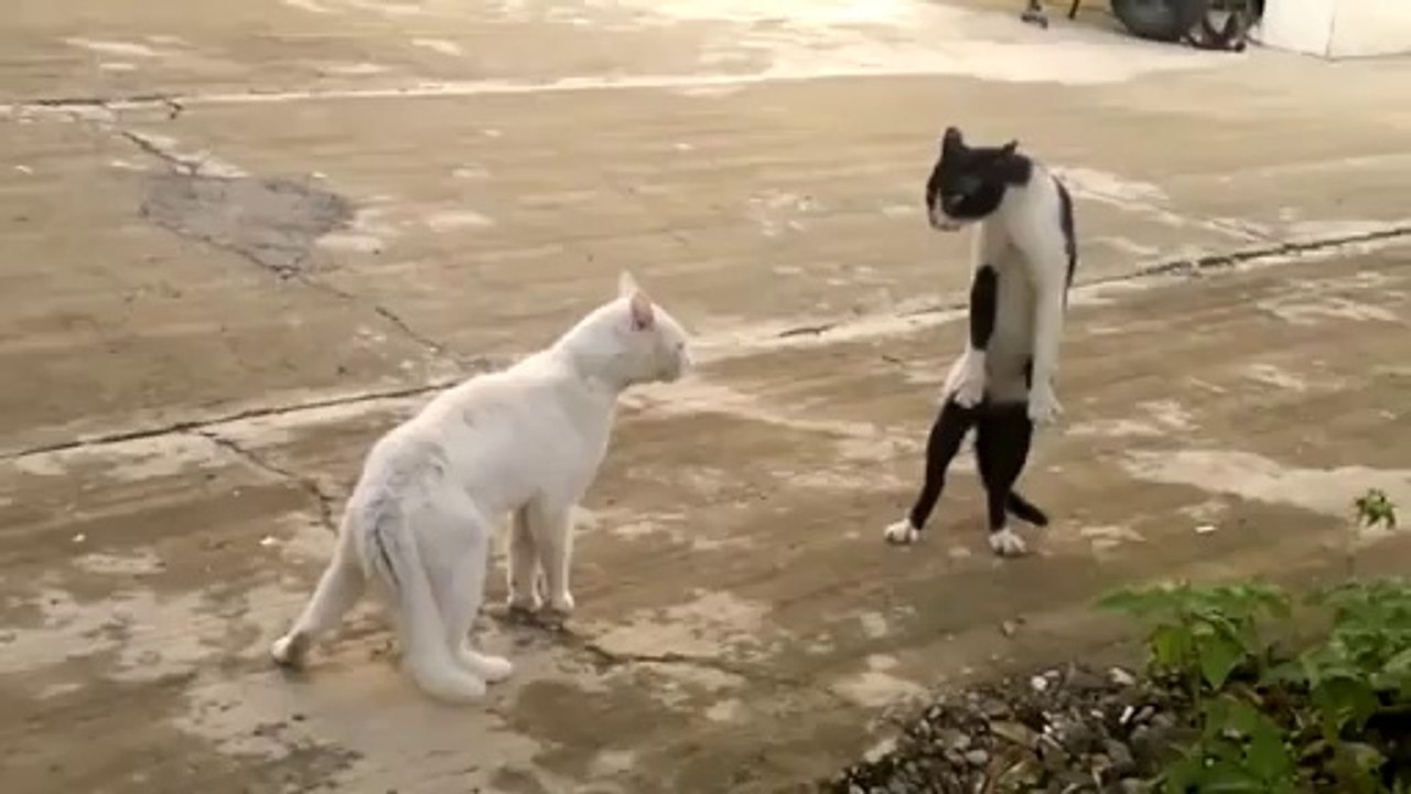 Ninja Cat ready to fight