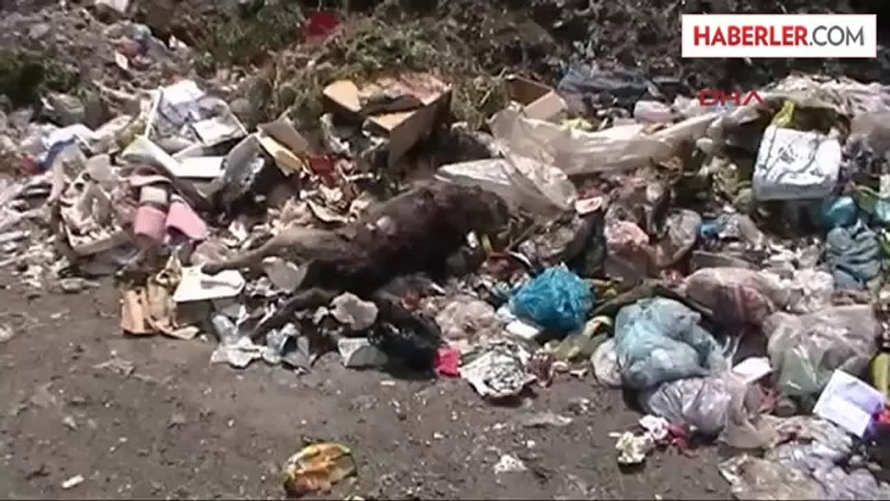 Köpekler Komisyon Kararıyla İtlaf Edilmiş