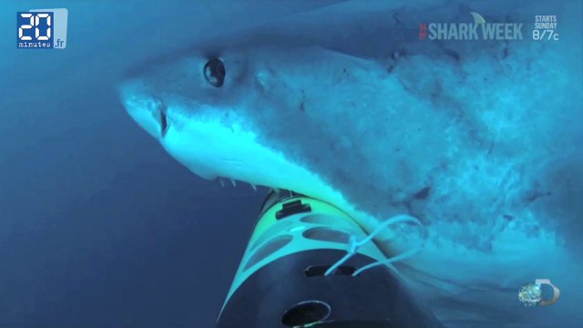 Attaque de requin en multicaméra