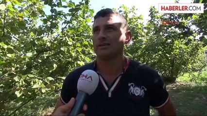 Değirmendere'de Fındık Bahçeleri Yok Oluyor