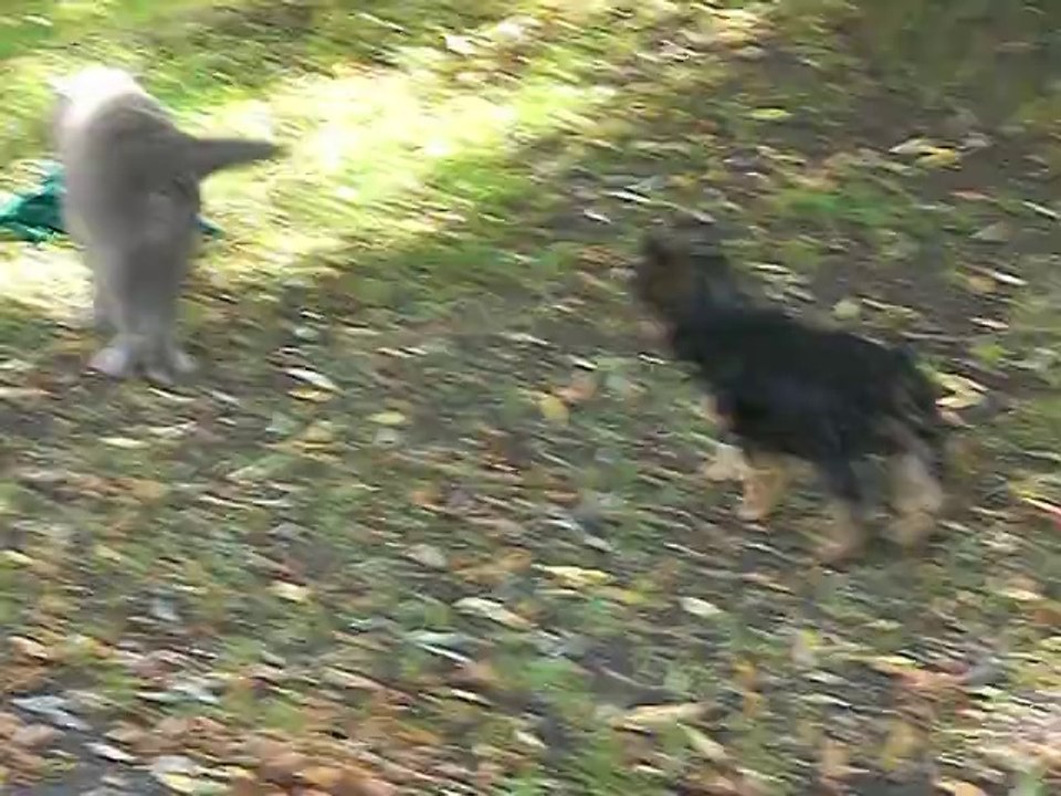 JOLIE MÔME rencontre SMARTY, le chat (7 Août 2014)