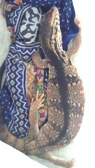 lizard of 7 lakhs cost discovered by munir ahmad 03017964692