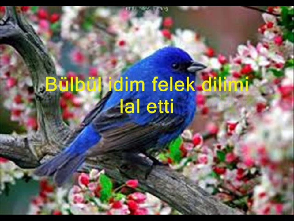 YILDIZ DEMİRKOL SAVAŞ-yıldızlıtürküler-KURBAN OLAM GÖZLERİNİN MESTİNE