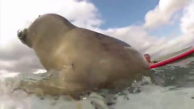 Rencontre avec un phoque lors d’une séance de surf