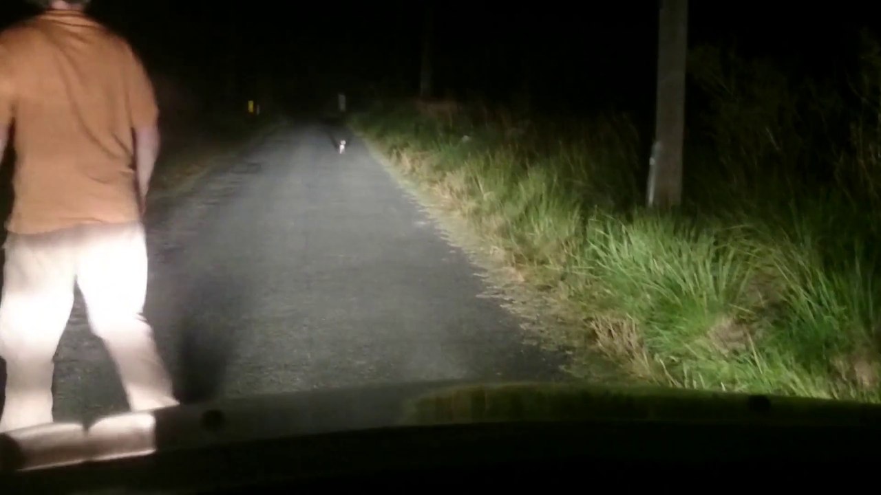 LAPIN AU BORD DU CHEMIN LE 06 AOÛT 2014