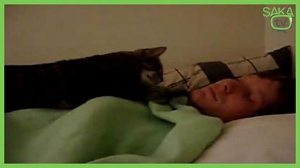 Kedilerin Sahiplerini Uyandırma Teknikleri