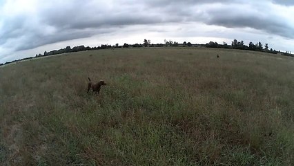 BRAQUE ALLEMAND SUR CAILLES