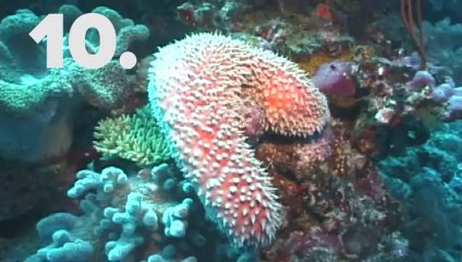 10 animals you didn't know existed