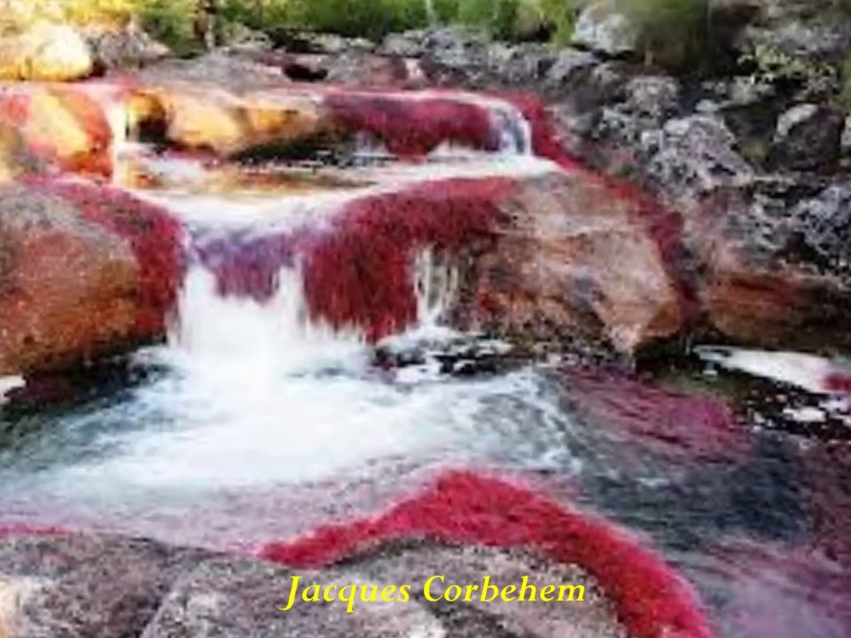 POÈME : "MUSICIEN IGNORÉ"