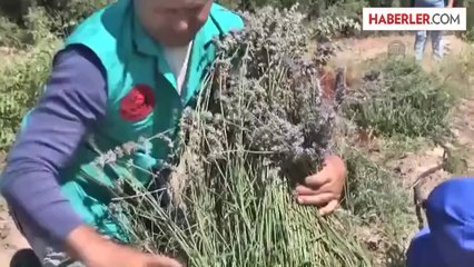 Burdur Gölü "lavanta ile buluştu" -