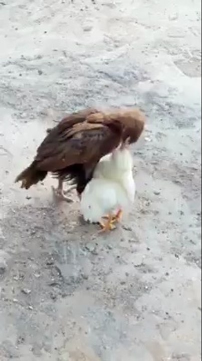 Fırlama Civciv