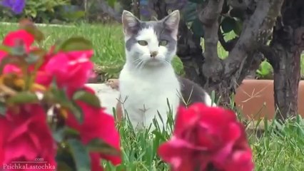 Pranks - Gags - Win - Fail.250