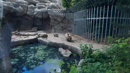He was looking out... Bear Saves A Crow From Drowning!