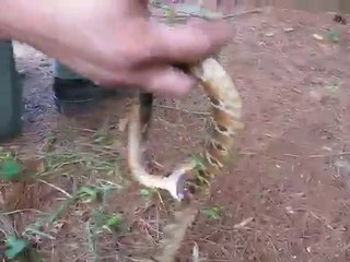Ce serpent fait le mort quand il se sent menacé!