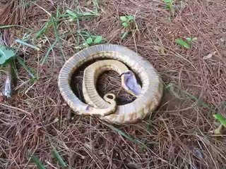 This snake is playing dead to escape!