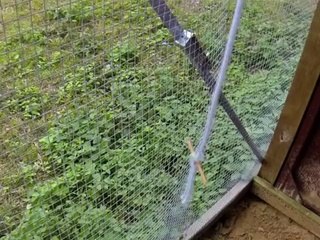 Crow Solves a 8 Step Puzzle