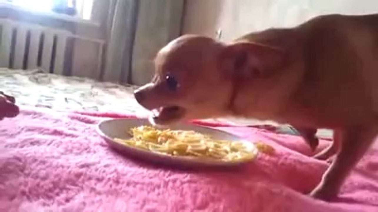Dog Won't Share Food With You