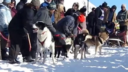 Excited Dog Waiting for the Race Start