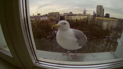 Feeding a Wild Bird