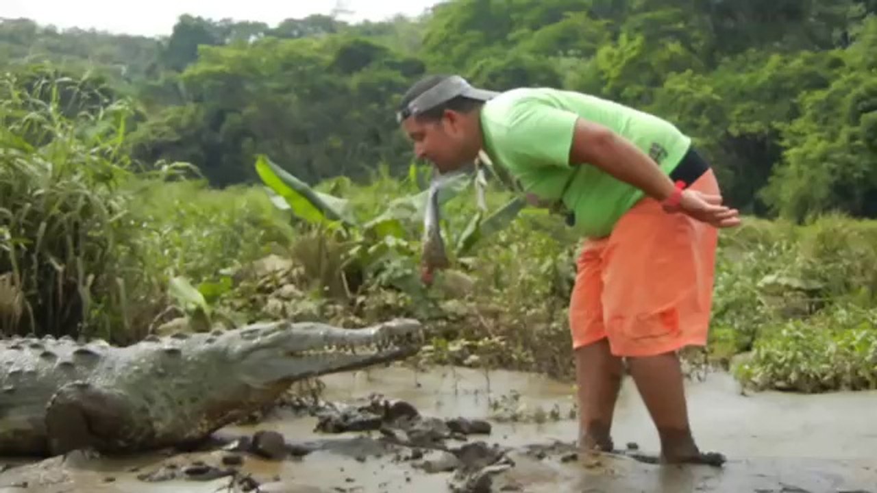 Feeding a Wild Crocodile from Hands