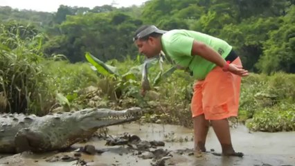 Feeding a Wild Crocodile from Hands