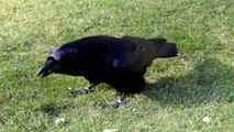 Ravens Were Trained As Secret Agents
