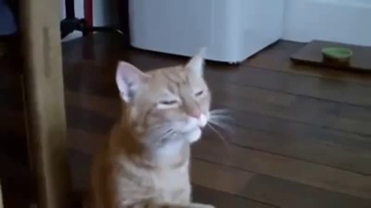 Funny Sneezing Cat