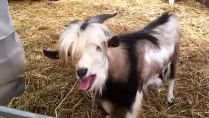 Goat Imitating Chicken Sounds