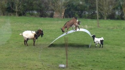 Goats Balancing