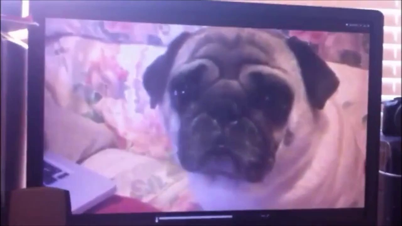 Paranormal Dogtivity