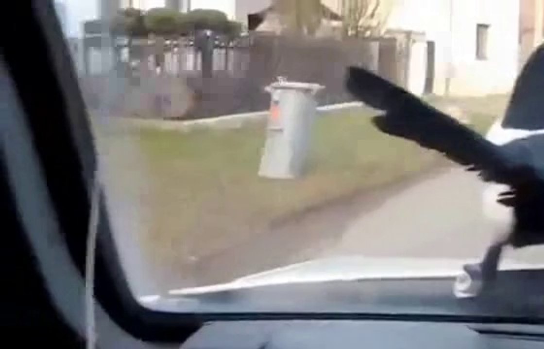 Insolent Crow Riding a Car