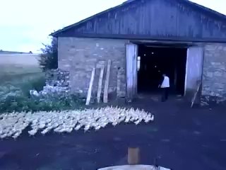 L'homme qui hurlait à l'oreille des canards en Russie