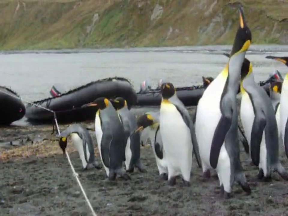 Penguins vs Rope