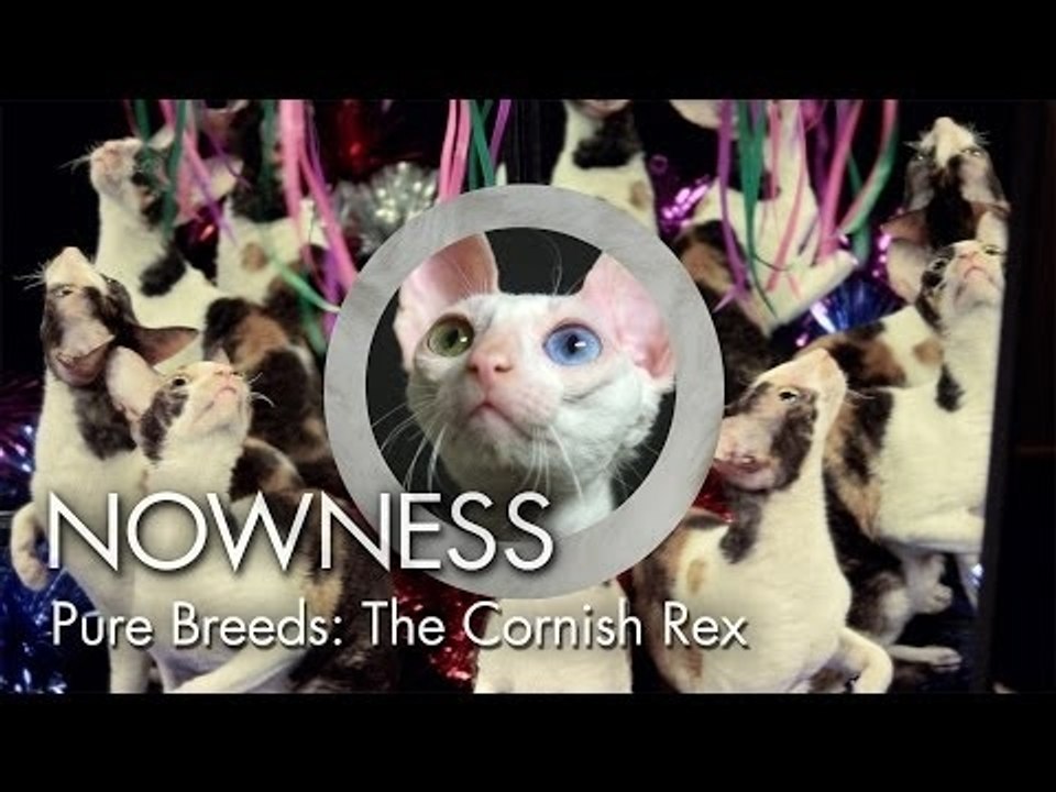Episode 2: Pure Breeds "The Cornish Rex" by Graydon Sheppard