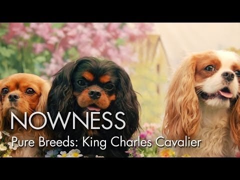 Pure Breeds Ep.1: The Cavalier King Charles Spaniel by Graydon Sheppard