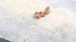 Squirrel Spins in Circles
