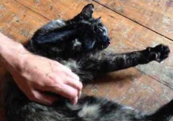 Hip Hop Cat Has All the Moves