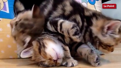 Les chatons les plus mignons du web