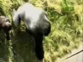 Heroic animals. Become a hero too and help Hoa's Angels to help children.