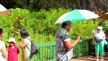 Kauai Sightseeing - Fern Grotto