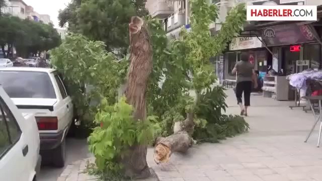 Şiddetli rüzgar ağaçları devirdi -