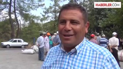 Kekik ve adaçayında hasat -