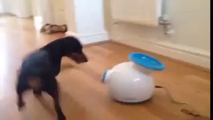 Sevimli Köpek Eğlencesini Bulmuş.